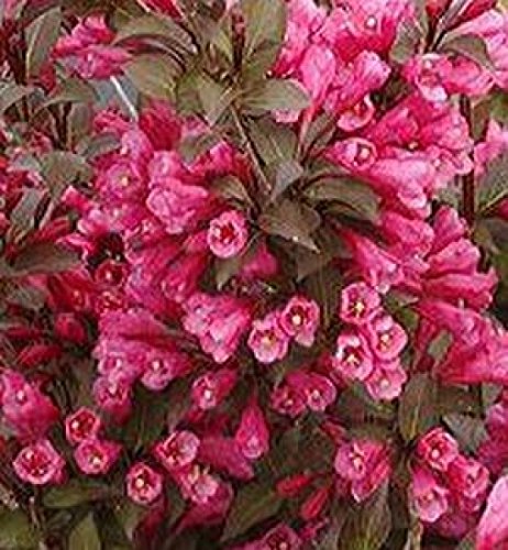 Rotlaubige Weigelie Weigela florida - Victoria - 40-60 cm im Topf gewachsene Qualität von PlantaPro