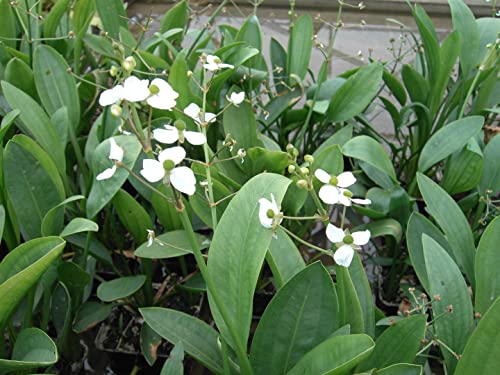 Sagittaria graminea P 0,5 Grasblättriges Pfeilkraut,winterhart, deutsche Baumschulqualität, im Topf für optimales anwachsen von PlantaPro