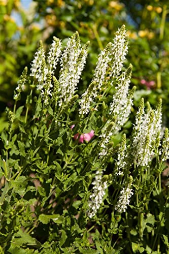 Salvia nemorosa 'Adrian' P 0,5 Garten-Blüten-Salbei 'Adrian',winterhart, deutsche Baumschulqualität, im Topf für optimales anwachsen von PlantaPro