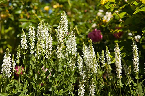 Salvia nemorosa 'Schneehügel' P 0,5 Garten-Blüten-Salbei 'Schneehügel',winterhart, deutsche Baumschulqualität, im Topf für optimales anwachsen von PlantaPro