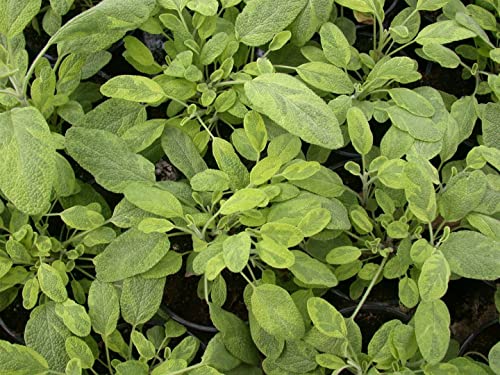 Salvia officinalis 'Icterina' P 0,5 Buntblättriger Garten-Salbei,winterhart, deutsche Baumschulqualität, im Topf für optimales anwachsen von PlantaPro