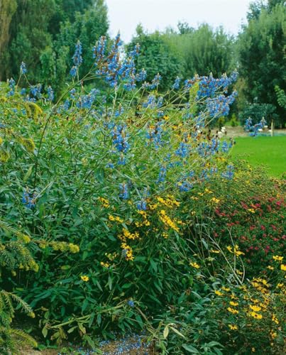 Salvia uliginosa ca. 9x9 cm Topf - Sumpf-Salbei, himmelblaue Blüten, Blütezeit Juli-Oktober, ideal für feuchte Standorte, bienenfreundlich, pflegeleicht Salvia uliginosa ca. 9x9 cm Topf - Sumpf-Salbei, himmelblaue Blüten, Blütezeit Juli-Oktober, ideal für feuchte Standorte, bienenfreundlich, pflegeleicht von PlantaPro
