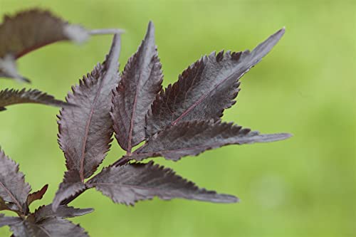 Sambucus nigra 'Black Beauty' -R- C 5 60-100 Schwarzer Holunder 'Black Beauty'®,winterhart, deutsche Baumschulqualität, im Topf für optimales anwachsen von PlantaPro