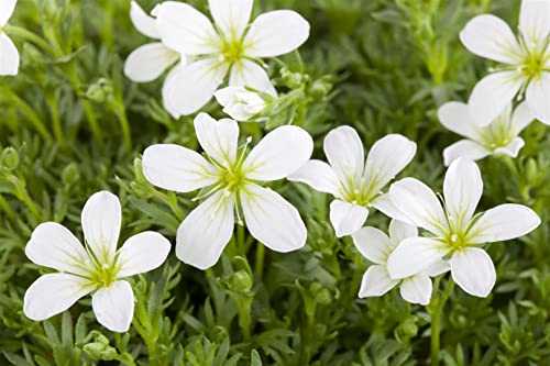 Saxifraga cespitosa 'Findling' P 0,5 Rasiger Garten-Steinbrech 'Findling',winterhart, deutsche Baumschulqualität, im Topf für optimales anwachsen von PlantaPro