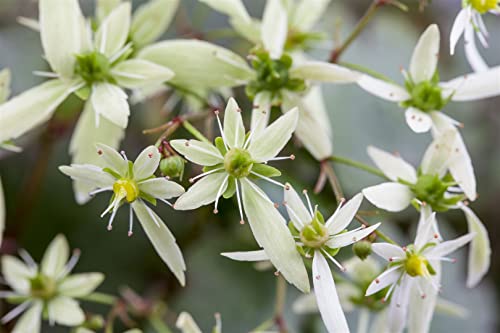 Saxifraga cortusifolia var. fortunei ca. 9x9 cm Topf - Herbst-Steinbrech, weiße Blüten, Blütezeit September-November, ideal für schattige Standorte, pflegeleicht von PlantaPro