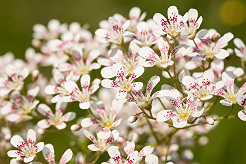 Saxifraga cotyledon 'Southside Seedling' P 0,5 Garten-Strauch-Steinbrech 'Southside Seedling',winterhart, deutsche Baumschulqualität, im Topf für optimales anwachsen von PlantaPro