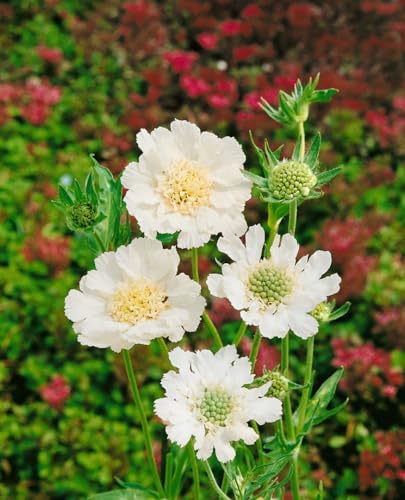 Scabiosa caucasica 'Perfecta Alba' ca. 11x11 cm Topf - Kaukasus-Skabiose, weiße Blüten, Blütezeit Juni-September, ideal für Rabatten, bienenfreundlich, pflegeleicht von PlantaPro
