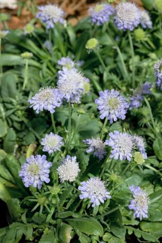 Scabiosa japonica var. alpina 9x9 cm Topf – Winterhart & Mehrjährig & Pflegeleicht – Japanische Skabiose – Staude für Steingarten & Beet Scabiosa japonica var. alpina 9x9 cm Topf – Winterhart & Mehrjährig & Pflegeleicht – Japanische Skabiose – Staude für Steingarten & Beet von PlantaPro