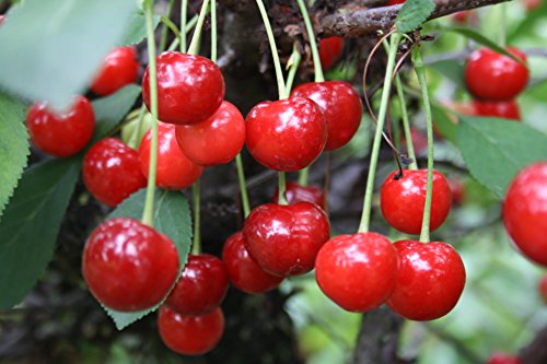 Schattenmorelle Sauerkirsche, Kirschbaum Buschbaum, Prunus cerasus, Obstbaum selbstbefruchtend, Kirsche rot, im Topf, 120 - 150 cm von PlantaPro