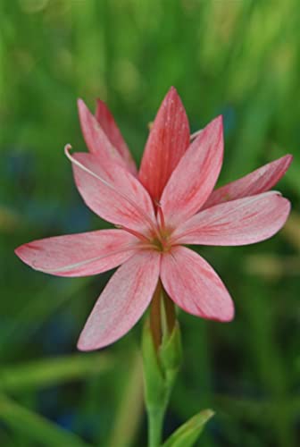 Schizostylis coccinea P 0,5 Spaltgriffel,winterhart, deutsche Baumschulqualität, im Topf für optimales anwachsen von PlantaPro