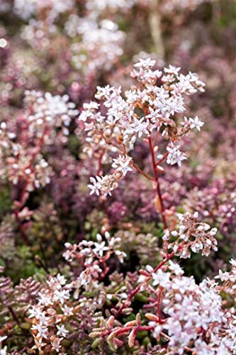 Sedum album 'Coral Carpet' P 0,5 Garten-Rotmoos-Mauerpfeffer 'Coral Carpet',winterhart, deutsche Baumschulqualität, im Topf für optimales anwachsen von PlantaPro