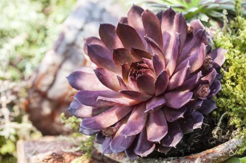 Sempervivum 'Palisander' - Winterharte Sukkulente, Hauswurz Pflanze, Ø 9cm Topf, Garten & Balkon Deko von PlantaPro