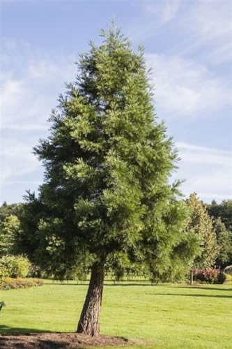 Sequoiadendron giganteum 50-60 cm - Mammutbaum, immergrün, beeindruckende Wuchsform, ideal für große Gärten, winterhart und pflegeleicht Sequoiadendron giganteum 50-60 cm - Mammutbaum, immergrün, beeindruckende Wuchsform, ideal für große Gärten, winterhart und pflegeleicht von PlantaPro