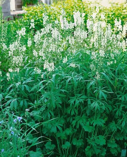 Sidalcea candida P 0,5 - Präriemalve, Winterharte Staude, Blütenweiß, Sonnenliebend, Bienenfreundlich, Ideal für Beet & Garten von PlantaPro