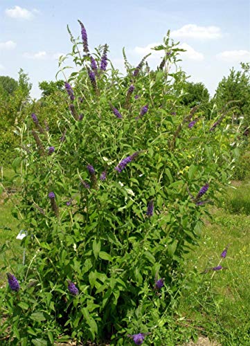 Sommerflieder Buddleja davidii 'Empire Blue' im Topf gewachsen 60-100cm von PlantaPro