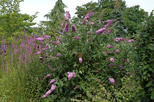 Sommerflieder 'Pink Delight' Buddleja Davidii im Topf gewachsen 60cm von PlantaPro