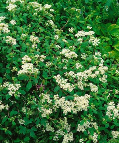 Spiraea decumbens 30-40 cm - Kriechspiere, weiße Blüten, Blütezeit Mai-Juni, ideal für Steingärten, bodendeckend, pflegeleicht und winterhart von PlantaPro