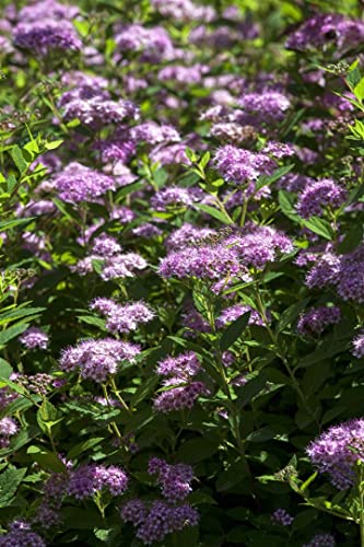 Spiraea japonica 'Little Princess' C 3 30-40 Sommerspiere 'Little Princess',winterhart, deutsche Baumschulqualität, im Topf für optimales anwachsen von PlantaPro