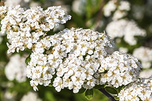 Spiraea nipponica 'Snowmound' 40-60 cm - Japanische Spiere, weiße Blüten, Blütezeit Mai-Juni, ideal für Hecken, pflegeleicht und winterhart von PlantaPro