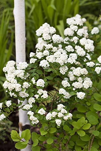 Spiraea vanhouttei C3 40-60 Prachtspiere,winterhart, deutsche Baumschulqualität, im Topf für optimales anwachsen von PlantaPro