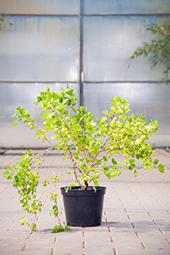 Stachelbeere Hinnonmäki gelb, 30-40 cm, Beerenobst Pflanze, Strauch für Sonne-Halbschatten, Obststrauch winterhart & mehrjährig, Ribes uva-crispa, im Topf von PlantaPro