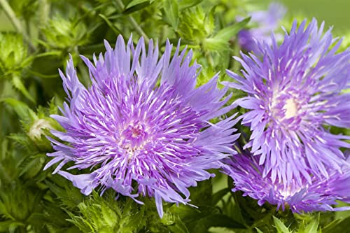 Stokesia laevis ca. 9x9 cm Topf - Blaue Kornblume, lavendelblaue Blüten, Blütezeit Juni-September, ideal für Rabatten, bienenfreundlich, pflegeleicht von PlantaPro