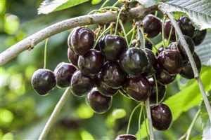 Süßkirsche Obstbaum Prunus avium 'Kordia' 150-200cm im Topf gewachsen von PlantaPro