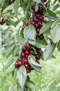 Süßkirsche Obstbaum Prunus avium 'Lapins' 150-200cm im Topf gewachsen von PlantaPro