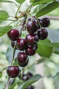 Süßkirsche Obstbaum Prunus avium 'Regina' 150-200cm im Topf gewachsen von PlantaPro