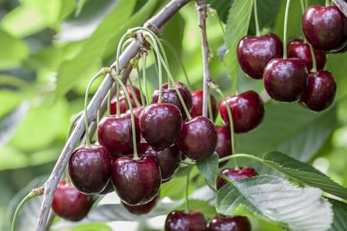 Prunus avium 'Sunburst' 150-200 cm - Süßkirsche, große rote Früchte, Erntezeit Juli, ideal für Obstgärten, selbstfruchtend, winterhart von PlantaPro