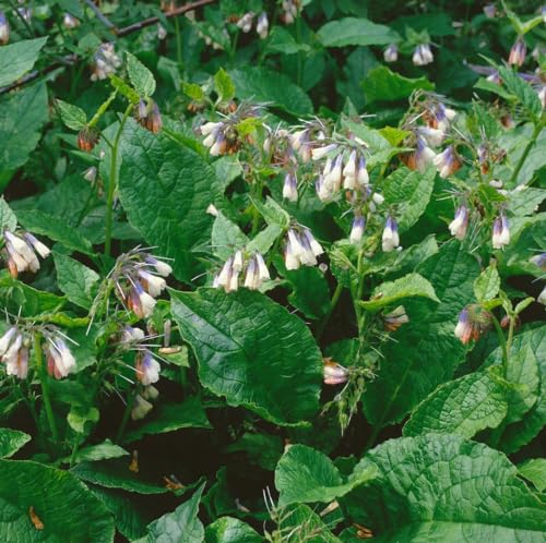 Symphytum grandiflorum 'Hidcote Blue' ca. 9x9 cm Topf - Großblütiger Beinwell, blaue Blüten, Blütezeit April-Mai, bodendeckend, bienenfreundlich, pflegeleicht von PlantaPro