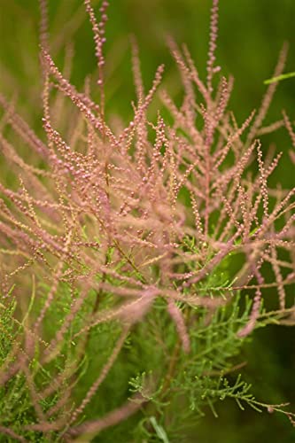 Tamarix parviflora 5L 60-100 Kleinblütige Tamariske,winterhart, deutsche Baumschulqualität, im Topf für optimales anwachsen von PlantaPro