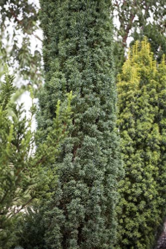 Taxus baccata 'Fastigiata Robusta' - Säulen-Eibe, immergrün, winterhart, C5 Topf, 60-70cm, pflegeleicht, für Hecken & Gärten von PlantaPro