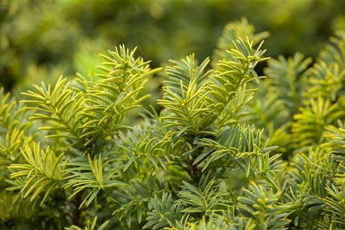 Taxus baccata 'Summergold' - Eibe, Immergrün, Gelbgrüne Nadeln, Winterhart, Gartenpflanze, mB, 40-50cm von PlantaPro