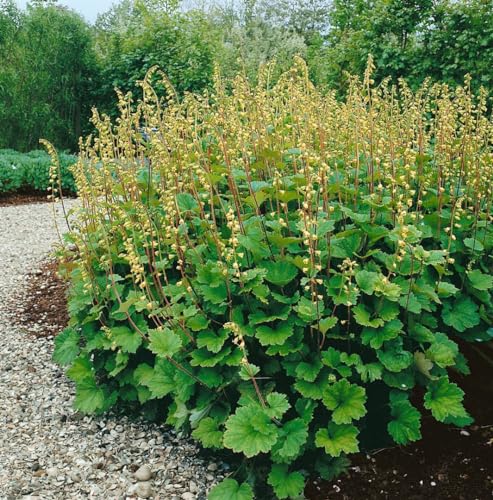 Tellima grandiflora ca. 9x9 cm Topf - Falsche Alraunwurzel, grünliche Blüten, Blütezeit Mai-Juni, ideal für schattige Beete, pflegeleicht, winterhart Tellima grandiflora ca. 9x9 cm Topf - Falsche Alraunwurzel, grünliche Blüten, Blütezeit Mai-Juni, ideal für schattige Beete, pflegeleicht, winterhart von PlantaPro