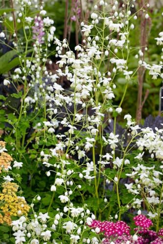 Thalictrum delavayi 'Splendide White' ca. 11x11 cm Topf - Wiesenraute, weiße Blüten, Blütezeit Juli-September, ideal für Rabatten, bienenfreundlich, pflegeleicht von PlantaPro