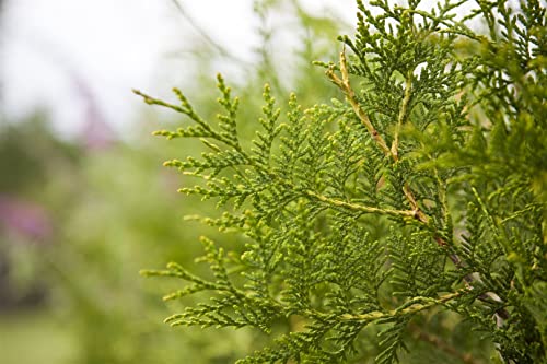 Thuja occ. Brabant immergrüne Heckenpflanze 125-150 cm Pflanzenhöhe, winterhart, deutsche Baumschulqualität von PlantaPro