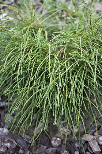 Thuja plicata 'Whipcord' C 20-30 Zwerg-Lebensbaum 'Whipcord',winterhart, deutsche Baumschulqualität, im Topf für optimales anwachsen von PlantaPro