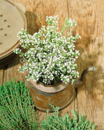 Thymus vulgaris 'Pinewood' ca. 9x9 cm Topf - Echter Thymian, aromatisches Laub, ideal für Kräutergärten, bienenfreundlich, pflegeleicht von PlantaPro