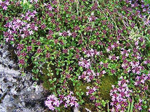 Thymus serpyllum 'Coccineus' Garten-Thymian Staude im Topf gewachsen (10 Stück) von PlantaPro