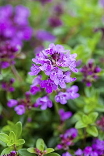 Thymus serpyllum 'Coccineus' P 0,5 Garten-Thymian 'Coccineus',winterhart, deutsche Baumschulqualität, im Topf für optimales anwachsen von PlantaPro