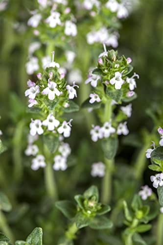 Thymus serpyllum var.albus P 0,5 Garten-Thymian 'Albus',winterhart, deutsche Baumschulqualität, im Topf für optimales anwachsen von PlantaPro