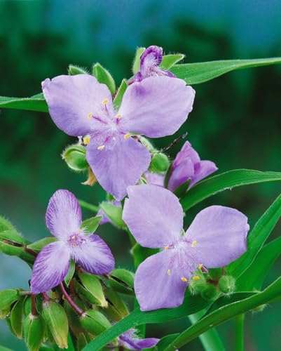 Tradescantia x andersoniana 'I.C. Weguelin' ca. 9x9 cm Topf - Dreimasterblume, himmelblaue Blüten, Blütezeit Juni-September, ideal für Rabatten, pflegeleicht Tradescantia x andersoniana 'I.C. Weguelin' ca. 9x9 cm Topf - Dreimasterblume, himmelblaue Blüten, Blütezeit Juni-September, ideal für Rabatten, pflegeleicht von PlantaPro