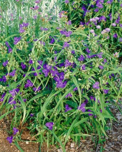 Tradescantia x andersoniana 'Zwanenburg Blue' ca. 9x9 cm Topf - Dreimasterblume, blaue Blüten, Blütezeit Mai-August, ideal für Rabatten, pflegeleicht und winterhart Tradescantia x andersoniana 'Zwanenburg Blue' ca. 9x9 cm Topf - Dreimasterblume, blaue Blüten, Blütezeit Mai-August, ideal für Rabatten, pflegeleicht und winterhart von PlantaPro