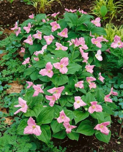 Trillium erectum P 0,5 - Waldlilie, Dreiblatt, Schattenliebende Staude, Frühblüher, Robust & Pflegeleicht von PlantaPro