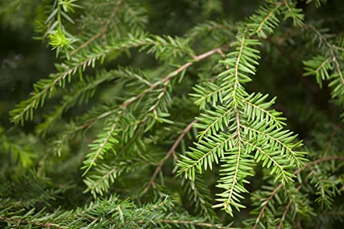 Tsuga canadensis 7,5L 60-80 Kanadische Hemlocktanne,winterhart, deutsche Baumschulqualität, im Topf für optimales anwachsen von PlantaPro