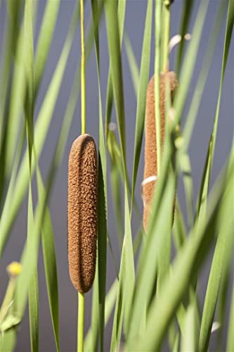 Typha latifolia ca. 9x9 cm Topf - Breitblättriger Rohrkolben, braune Kolben, ideal für Teichränder, winterhart, pflegeleicht von PlantaPro