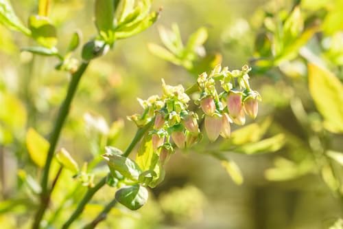 Vaccinium corymbosum 'Bluejay' - Heidelbeere, 5L Topf, Winterhart, 40-60cm, Fruchttragend, Blaubeerstrauch von PlantaPro