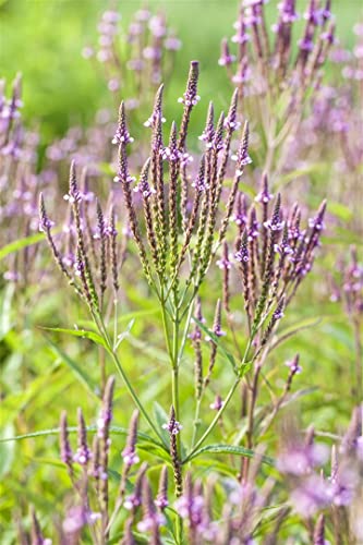 Verbena officinalis ca. 9x9 cm Topf - Eisenkraut, zartlila Blüten, Blütezeit Juni-September, ideal für Rabatten, bienenfreundlich, pflegeleicht Verbena officinalis ca. 9x9 cm Topf - Eisenkraut, zartlila Blüten, Blütezeit Juni-September, ideal für Rabatten, bienenfreundlich, pflegeleicht von PlantaPro