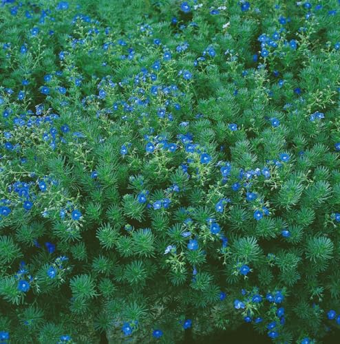 Veronica armena ca. 9x9 cm Topf - Armenischer Ehrenpreis, blaue Blüten, Blütezeit Mai-Juli, ideal für Steingärten, pflegeleicht und winterhart Veronica armena ca. 9x9 cm Topf - Armenischer Ehrenpreis, blaue Blüten, Blütezeit Mai-Juli, ideal für Steingärten, pflegeleicht und winterhart von PlantaPro